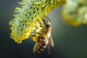 closeup of a bee on a flower