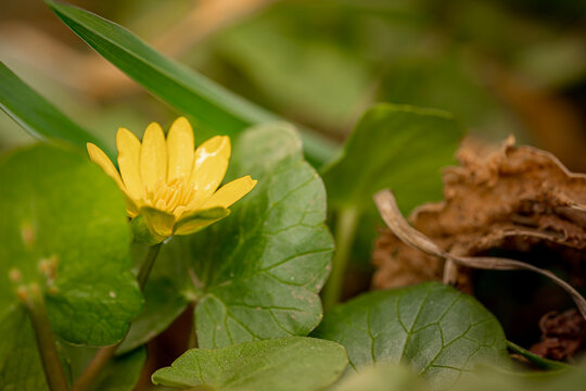 flower in the forest lesser celandine