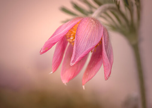 pink pasqueflower closeup, soft toned