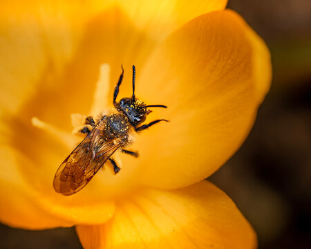 closeup of a bee on a flower