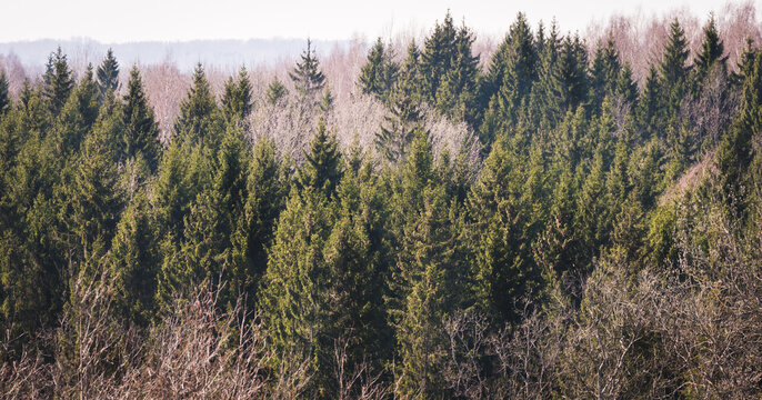 View over the tops of forest trees, spruces and various deciduous trees without leaves, in the distance there is fog.