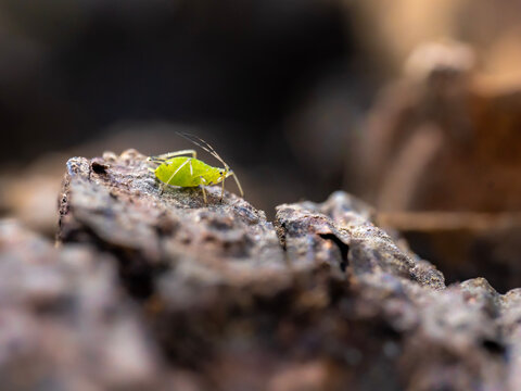 macro of an aphid in spring