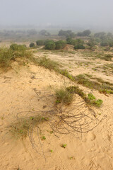 Trees, bushes, grass and cacti on waste ground near the town in Israel