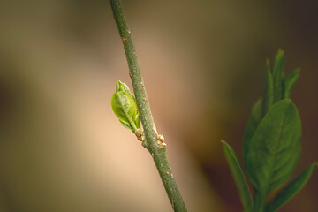 spring background close up of a green growing leaf on a branch