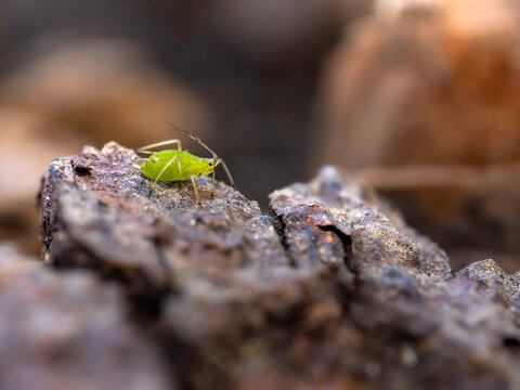 close up of a green aphid in spring