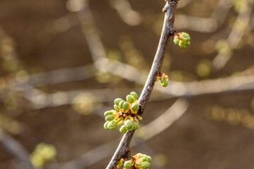 Swollen spring buds on the branches of a tree close up. Tree branch before flowering