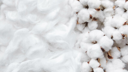 Cotton white flowers background
