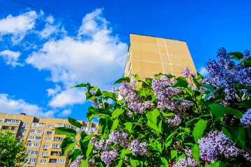 Lilac blossomed in the city in spring. Urban landscape.