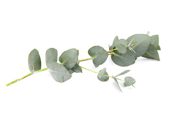 Eucalyptus foliage, branch with green leaves, floral decoration isolated on white