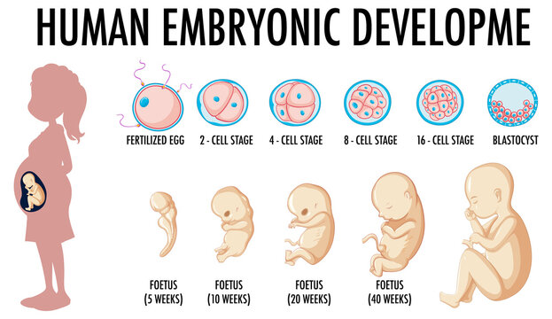 Diagram showing human embroynic development
