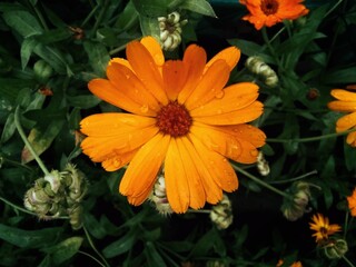 orange flower