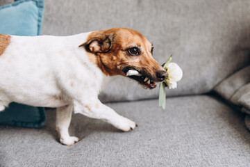 Jack Russell dog sniffing groom's boutonniere