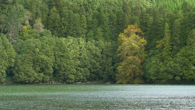Rural Azores.  Along the banks of the Lagoon Congro with trees