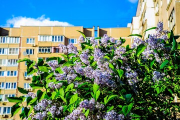 Lilac blossomed in the city in spring. Urban landscape.