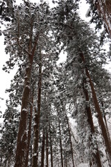 山寺、天台宗、宝珠山立石寺、冬