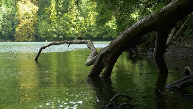 Rural Azores.  Along the banks of the Lagoon Congro with trees
