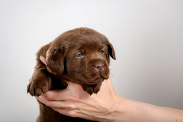 chocolate labrador puppy in studio