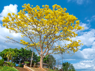 Yellow poinciana tree blooms brilliantly on the hill near the temple in Dalat plateau, Vietnam in...