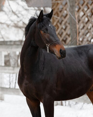Fototapeta premium Portrait of a beautiful chestnut horse looks back on natural background, head closeup