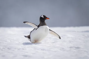 Zelfklevend Fotobehang Ezelspinguïn balanceert bijna uit zijn evenwicht terwijl hij door de sneeuw waggelt © Nick Dale