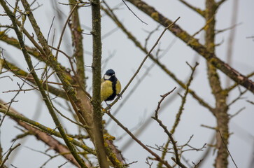 a great tit (Parus major) feeds amongst winter branches
