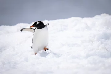 Fotobehang Gentoo penguin almost falls over on snow © Nick Dale