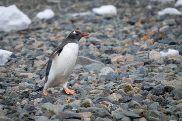 Gentoo penguin crosses shingle beach in sunshine