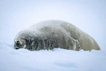 Crabeater seal lies asleep on ice floe