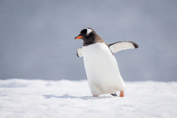 Gentoo penguin almost overbalances walking across snow