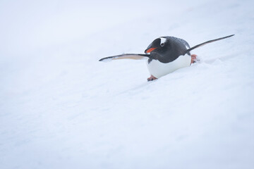 Gentoo penguin body surfing down snowy slope