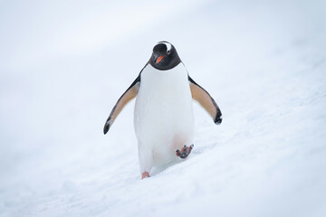 Gentoo penguin approaching camera on snowy slope