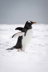 Gentoo penguin crosses snow holding out flippers