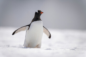 Obraz premium Gentoo penguin crosses snowy slope in sunshine