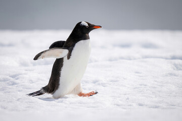 Fototapeta na wymiar Gentoo penguin holds out flippers crossing snow