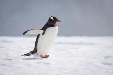 Gentoo penguin crosses sunlit snow lifting foot