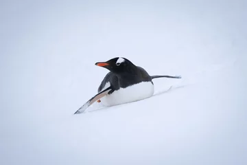 Poster Gentoo penguin lies on belly in snow © Nick Dale