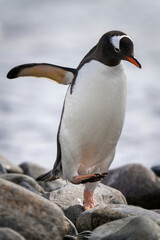 Gentoo penguin hops over rocks by sea