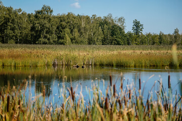 Nature reserve Soos in Western Bohemia, Czech Republic, vast peat bogs with lakes, mineral springs and gaseous carbon dioxide springs, nature trail with meandering wooden walkways at summer sunny day