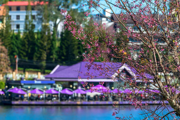 Fototapeta na wymiar Cherry trees bloom along the lakeside in the sunny spring afternoon in Da Lat, Vietnam