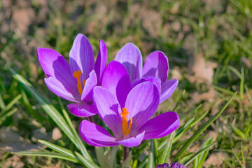 Spring- Szczecin crocuses in Jasne Błonia in Kasprowicz Park. Beautiful krocuses - Spring crocus (Latin Crocus vernus)