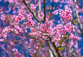 Cherry apricot branch blooms brilliantly on a spring morning with a blue sky background
