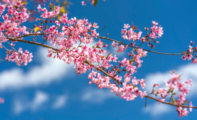 Cherry apricot branch blooms brilliantly on a spring morning with a blue sky background