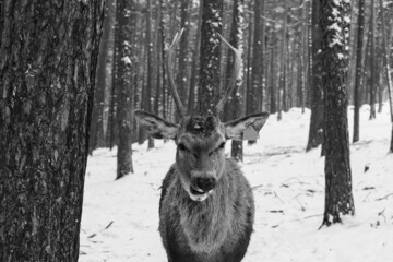 Red deer walking in the snow in Scotch pine forests