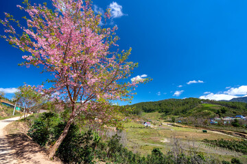 Cherry blossom along suburban street leading into the village in the countryside plateau welcome spring