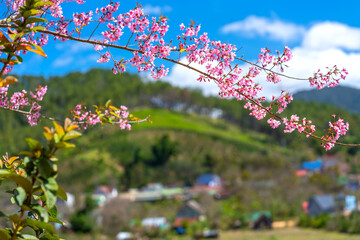 Spring flowers in the small town with cherry blossoms as the foreground decorate the spring air in the Da Lat plateau, Vietnam