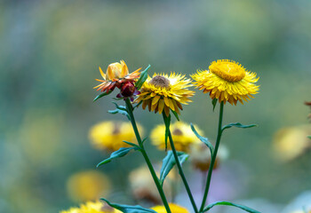 Xerochrysum bracteatum flower fields bloom brightly on a hillside on a sunny summer morning.