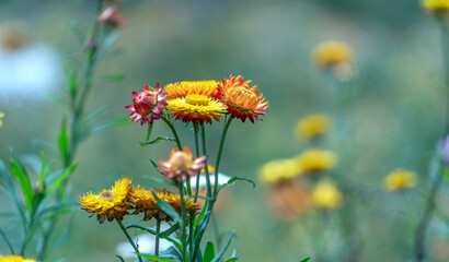 Xerochrysum bracteatum flower fields bloom brightly on a hillside on a sunny summer morning.