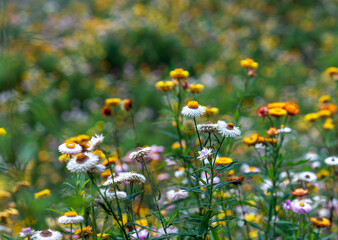 Xerochrysum bracteatum flower fields bloom brightly on a hillside on a sunny summer morning.