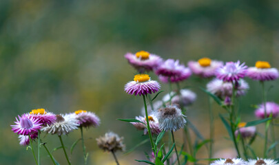Xerochrysum bracteatum flower fields bloom brightly on a hillside on a sunny summer morning.
