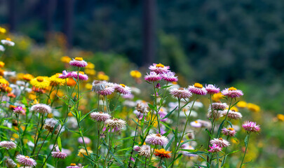 Xerochrysum bracteatum flower fields bloom brightly on a hillside on a sunny summer morning.